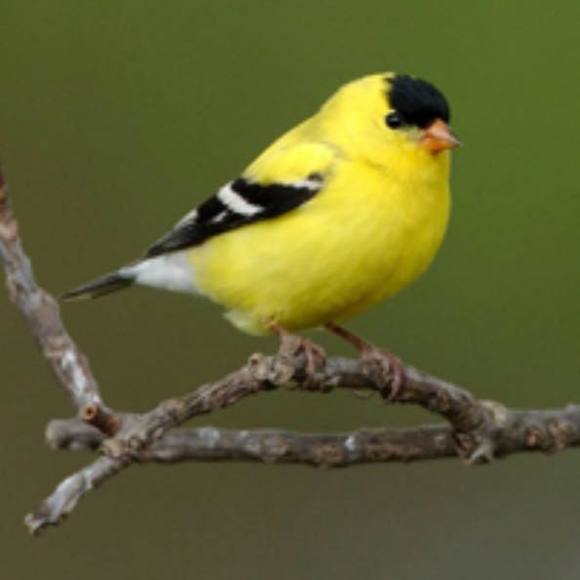 Meet your Posher, Melody - Picture 1 of 1